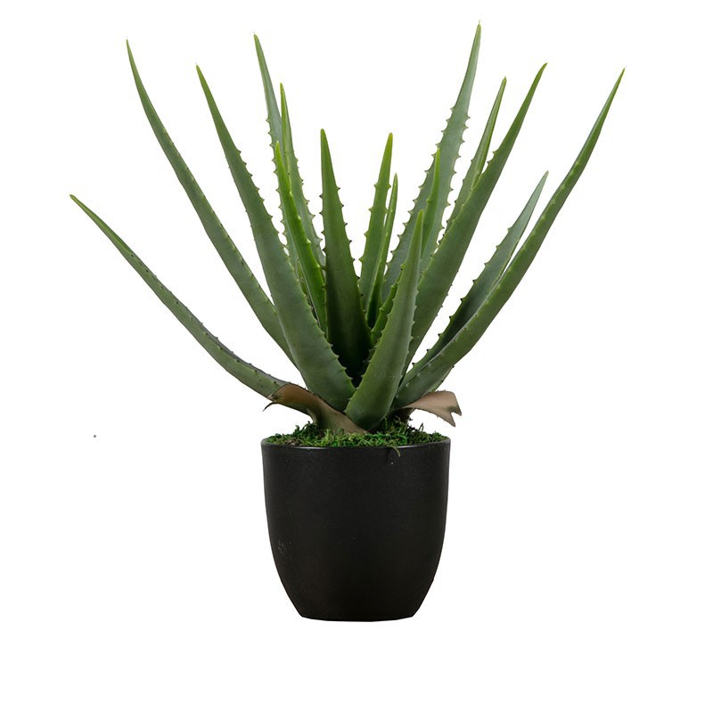 Aloe Vera Planta de interior de Botanicly 60 cm Altura 